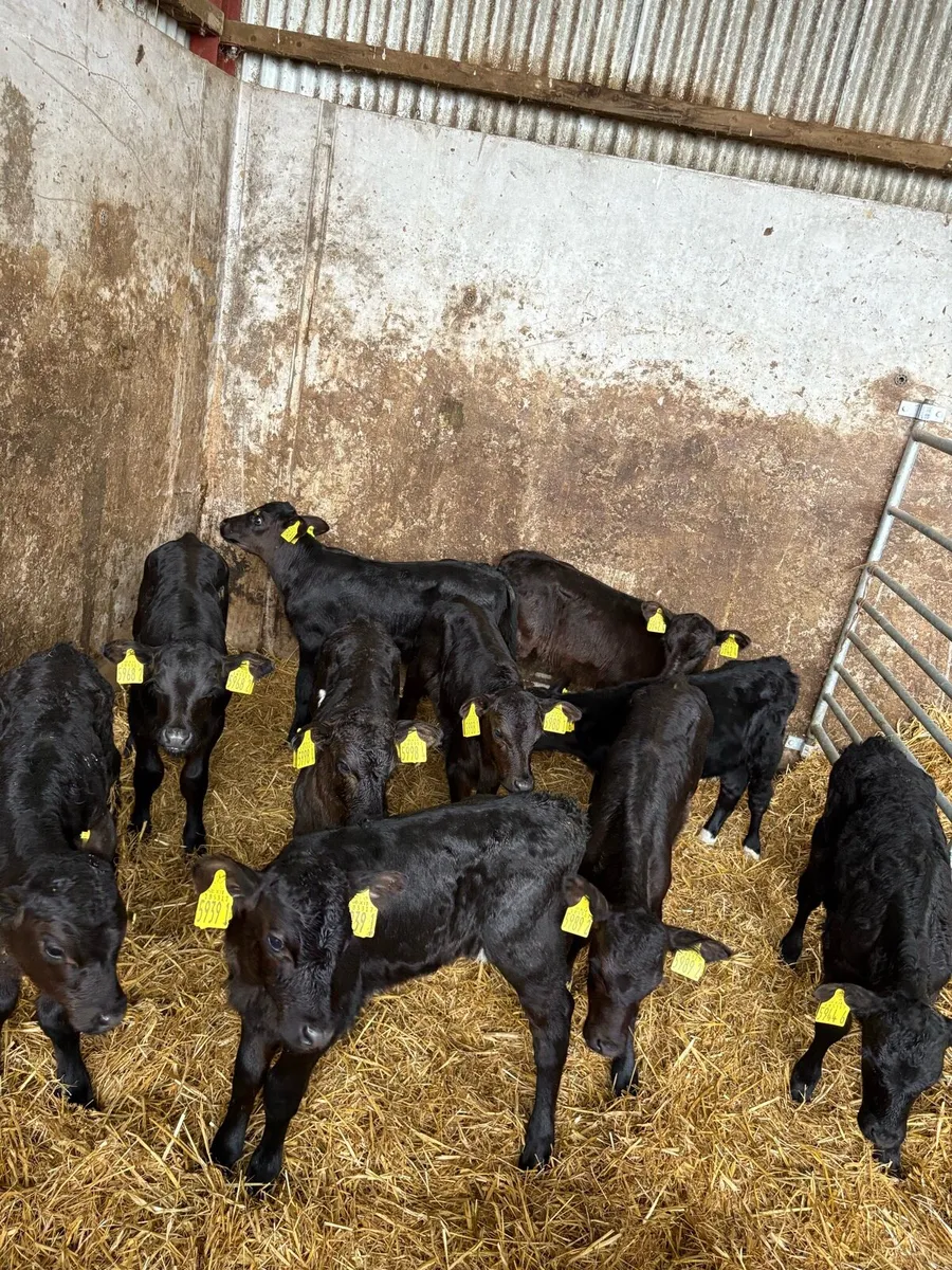 10 Aberdeen Angus heifer calves - Image 1