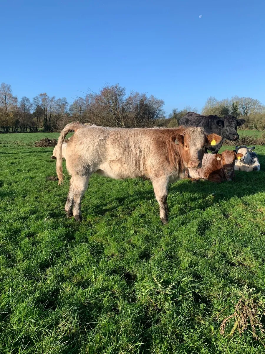 Weanling heifers Ballinasloe mart 15 November - Image 2