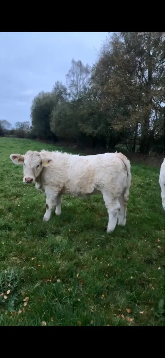Weanling heifers Ballinasloe mart 15 November - Image 3