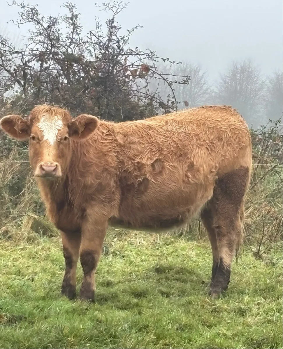 ⭐️⭐️Springers for sale ⭐️⭐️ - Image 1