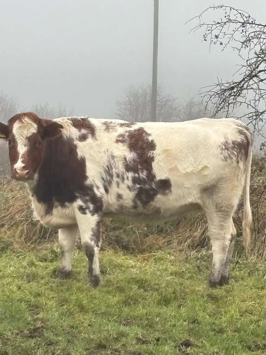 ⭐️⭐️Springers for sale ⭐️⭐️ - Image 2