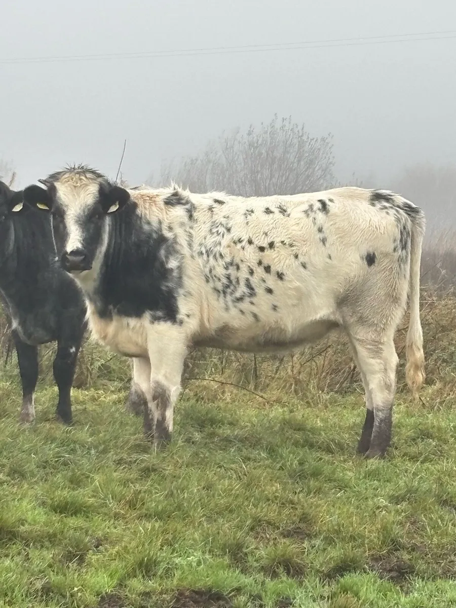 ⭐️⭐️Springers for sale ⭐️⭐️ - Image 3