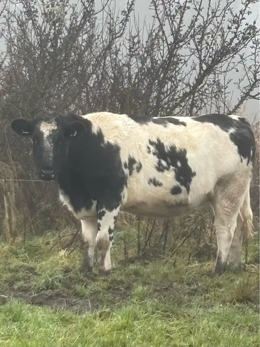 ⭐️⭐️Springers for sale ⭐️⭐️ - Image 4