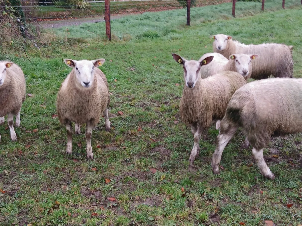 Suffolk, Belclare, Aberfield Ram lambs - Image 3