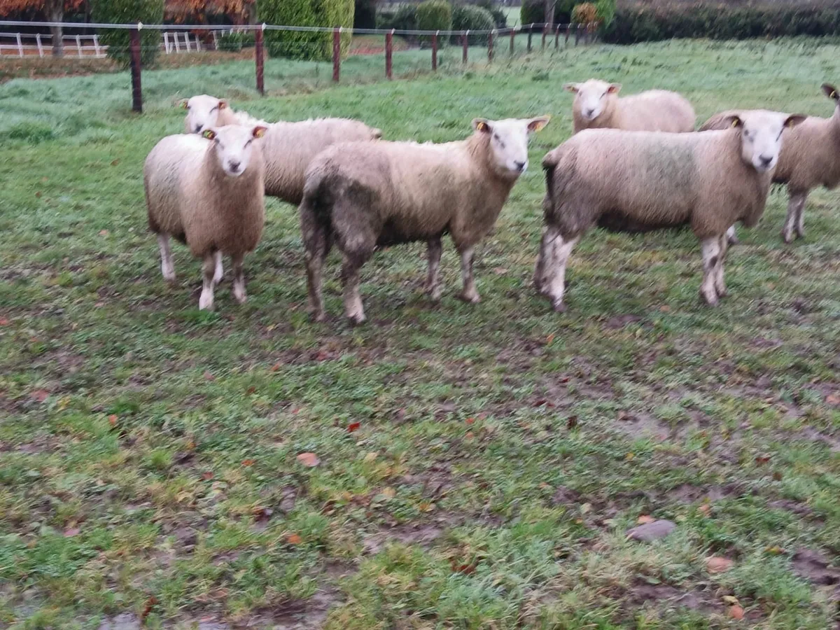 Suffolk, Belclare, Aberfield Ram lambs - Image 4