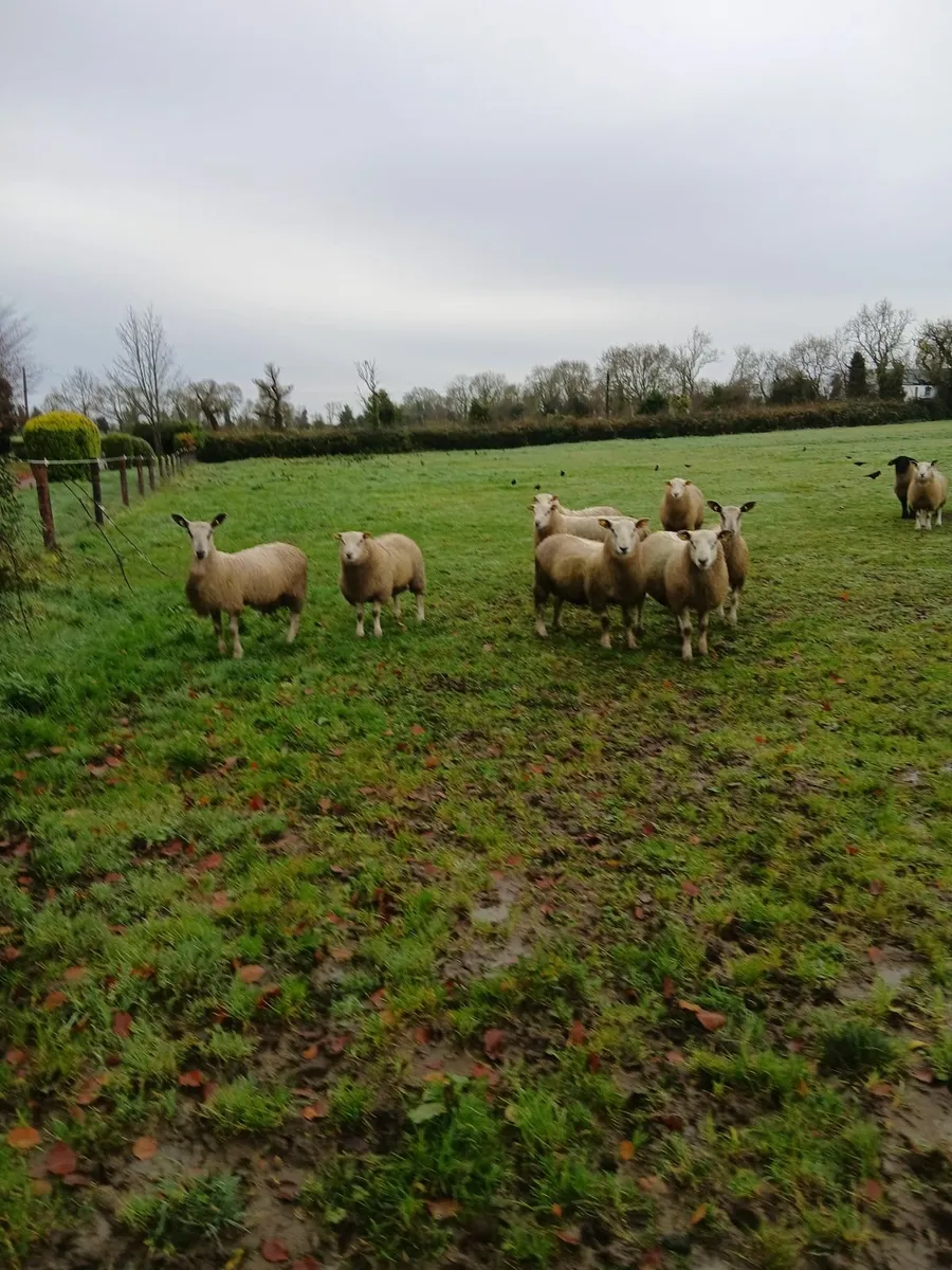 Suffolk, Belclare, Aberfield Ram lambs - Image 1