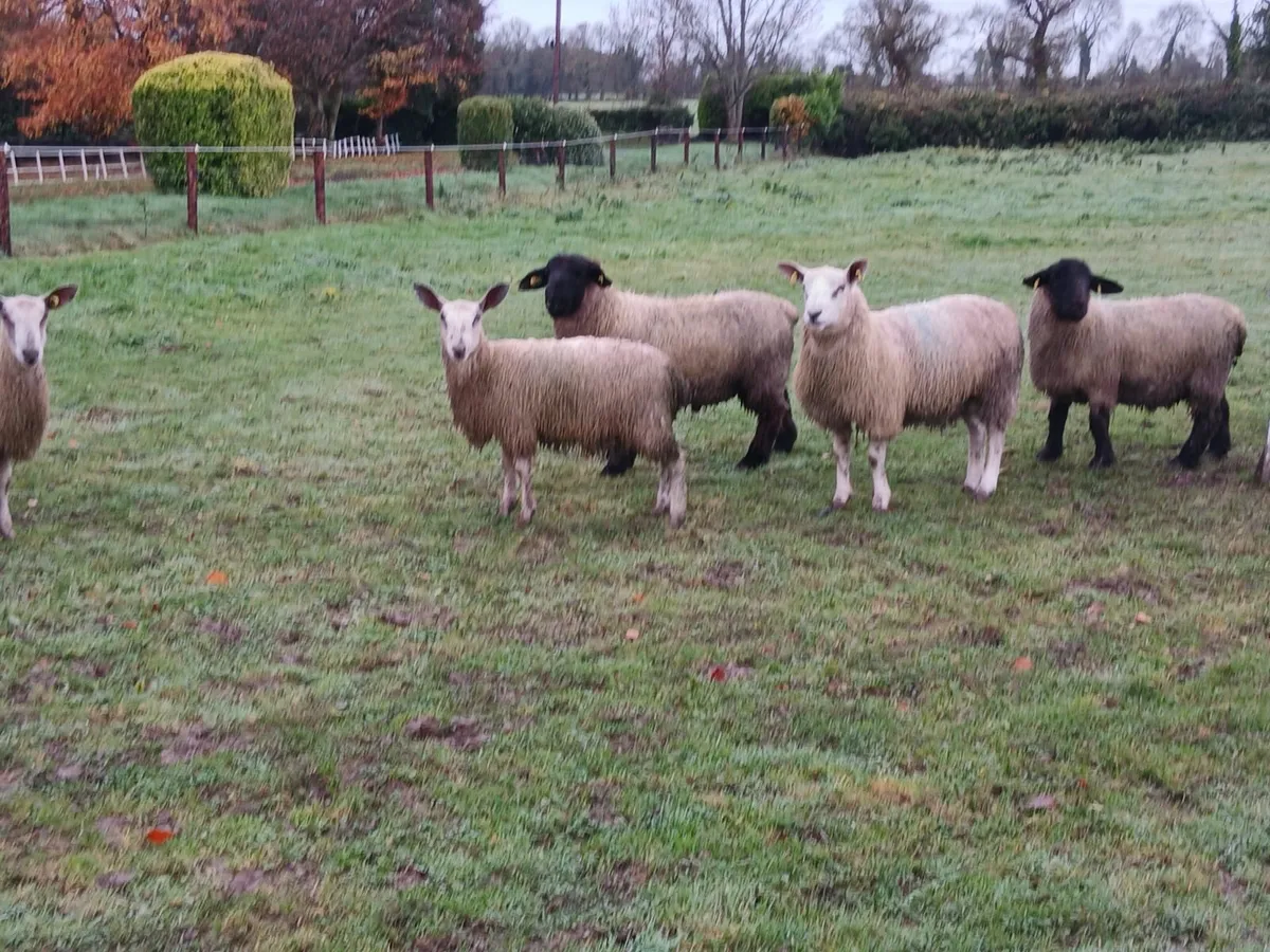 Suffolk, Belclare, Aberfield Ram lambs - Image 2
