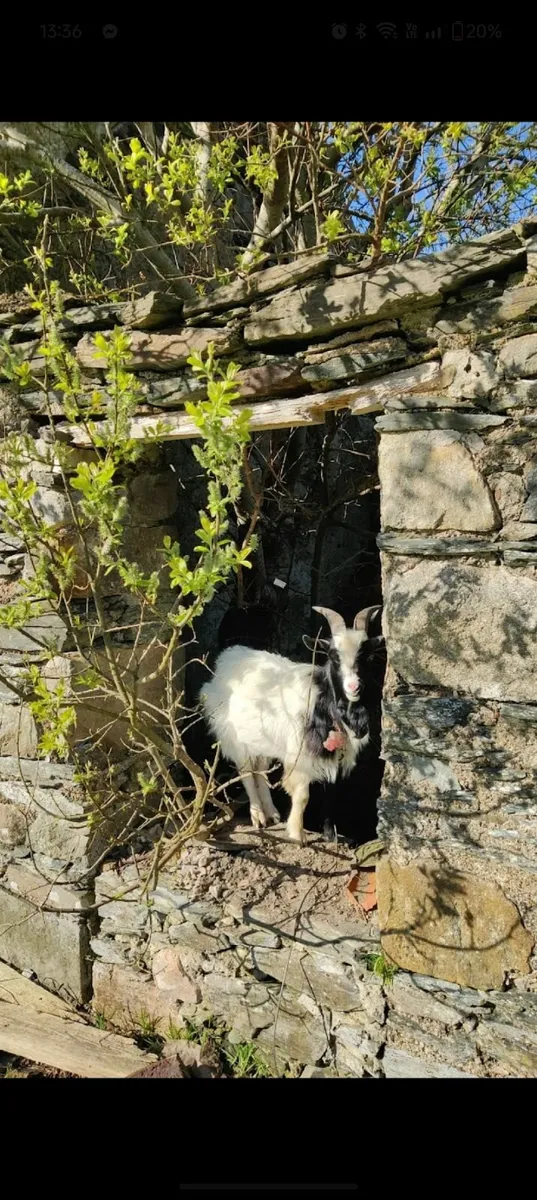 Goats - Image 2
