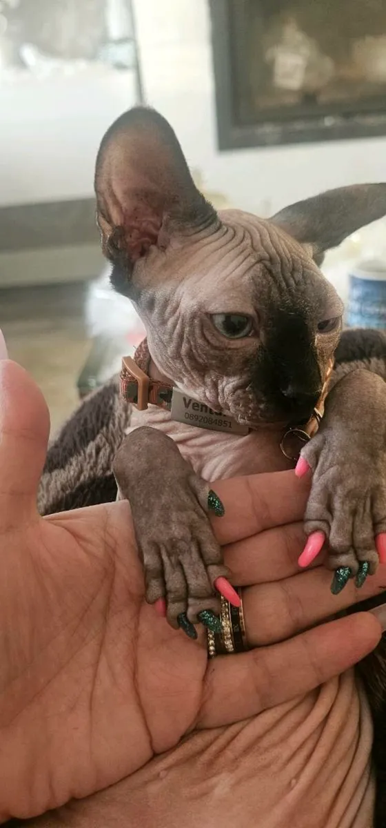 Kitten for sale - Image 2