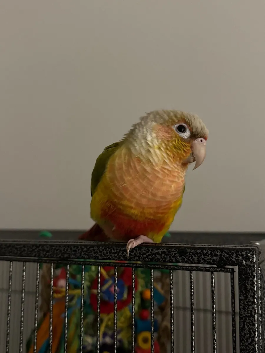 Pineapple-green cheeked conure - Image 4