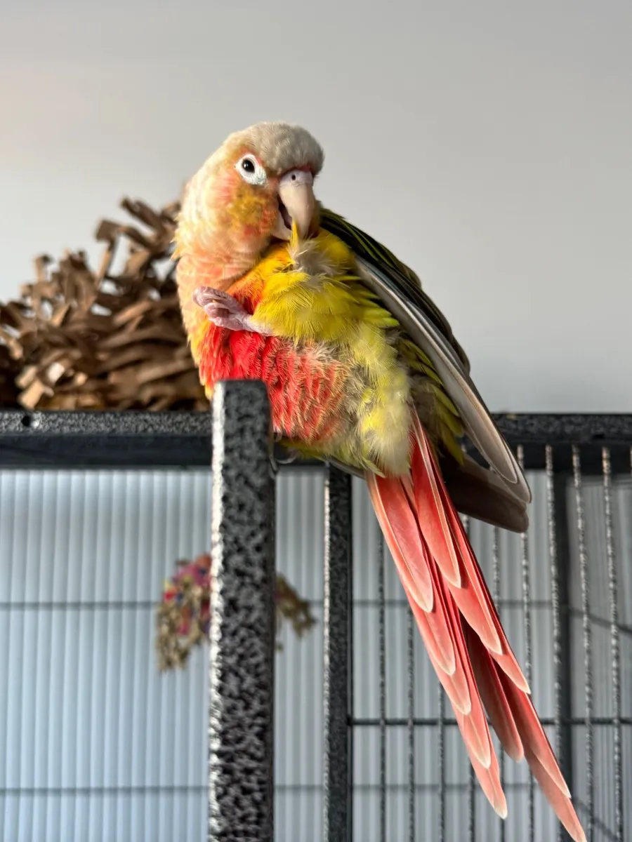 Pineapple-green cheeked conure - Image 3