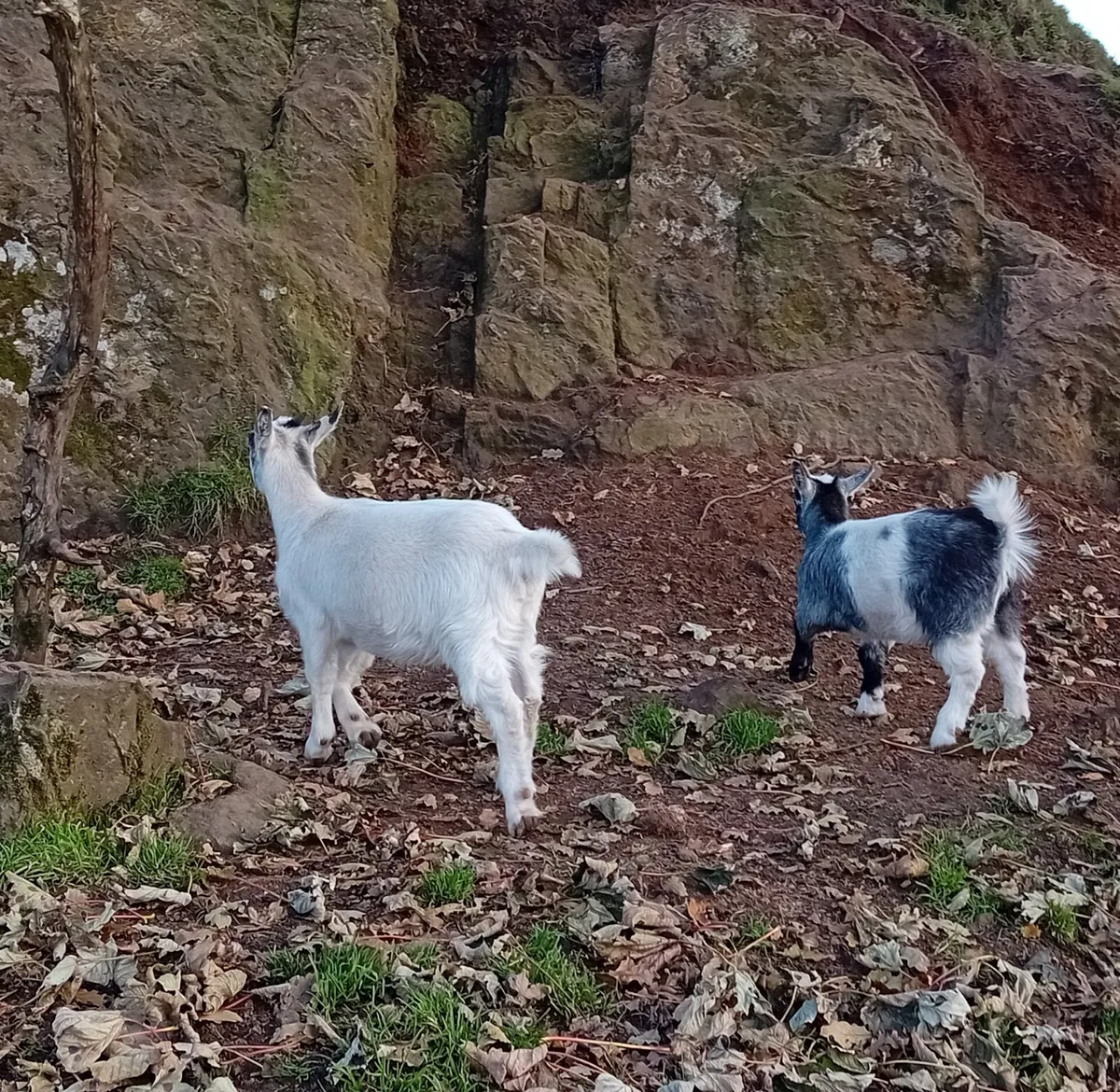 Pigmy cross goat girls 5 months old - Image 2