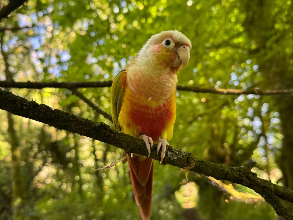 Pineapple-green cheeked conure - Image 2