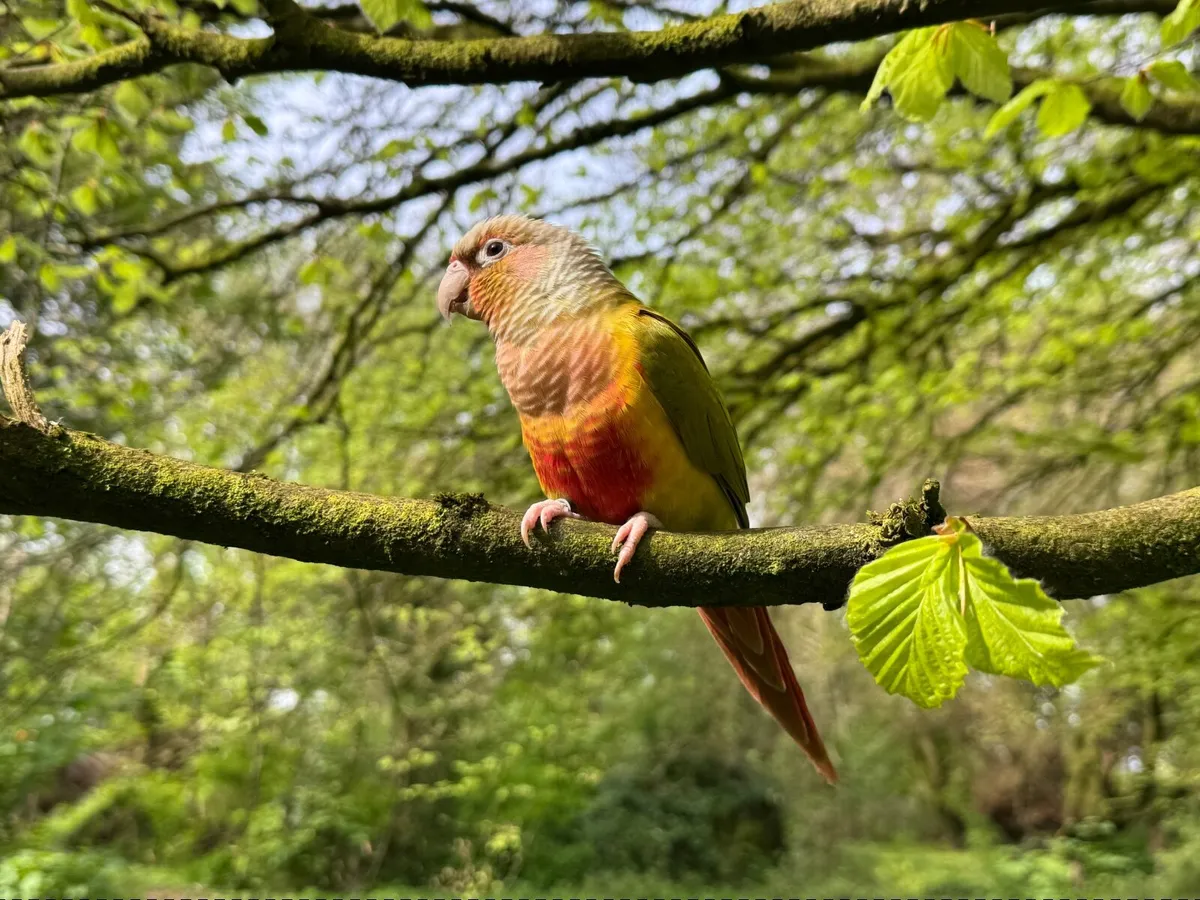 Pineapple-green cheeked conure - Image 1