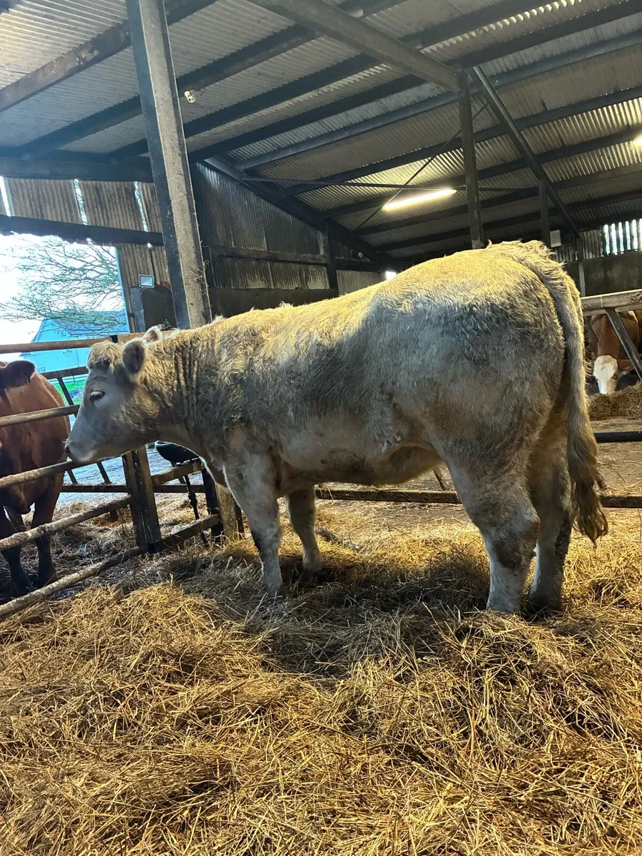 ⭐️Springing Heifer⭐️ - Image 1