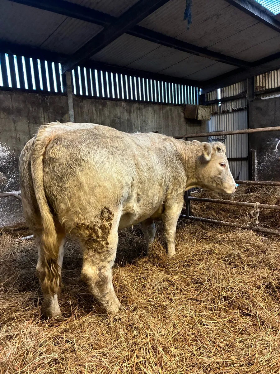 ⭐️Springing Heifer⭐️ - Image 2