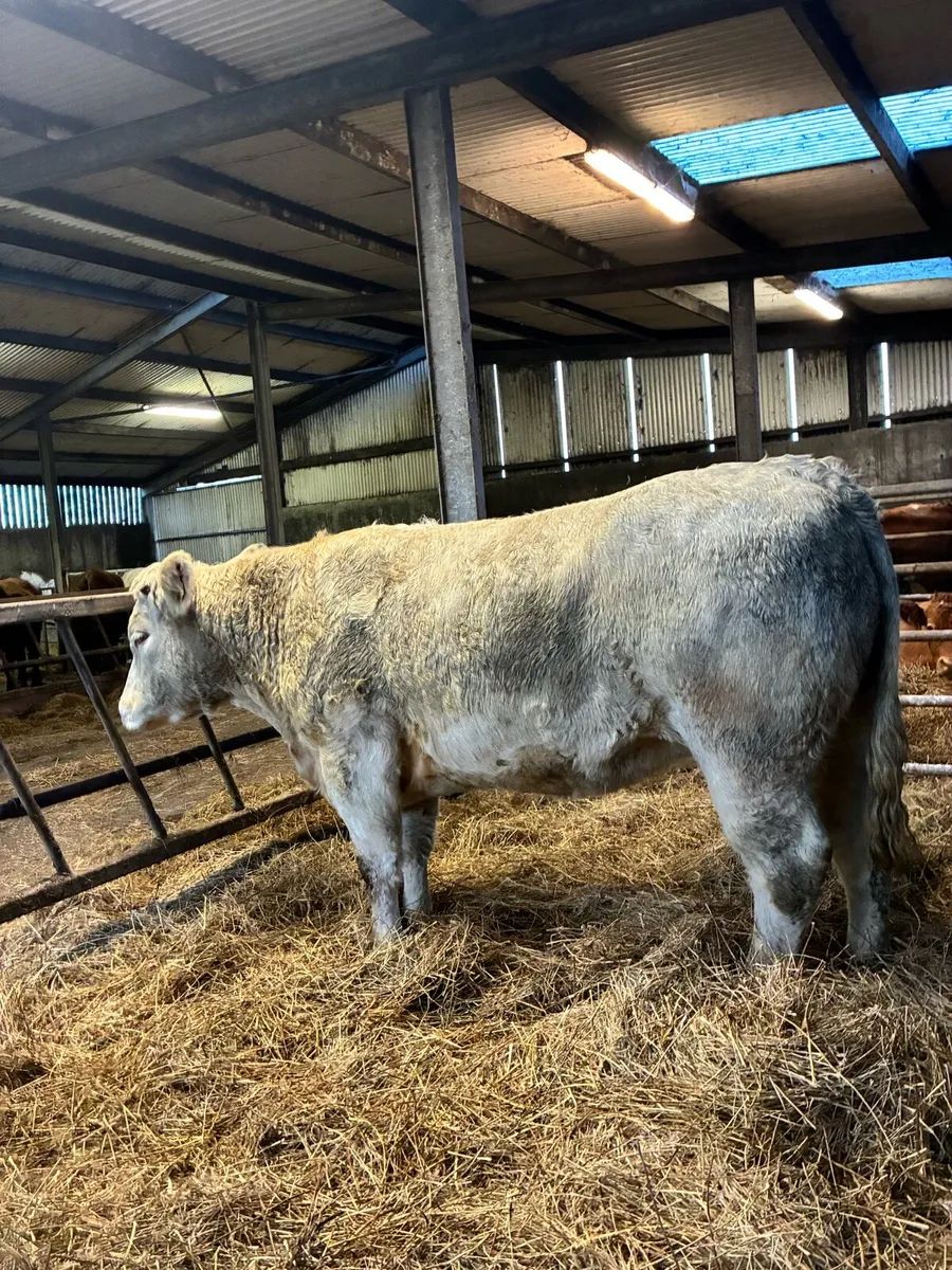 ⭐️Springing Heifer⭐️ - Image 3