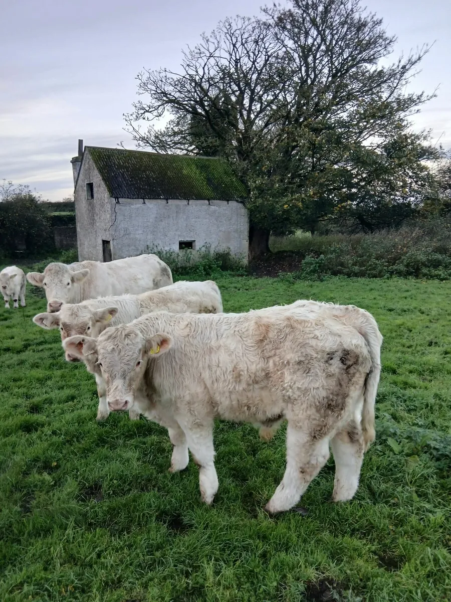 Pbr ch bulls - Image 1