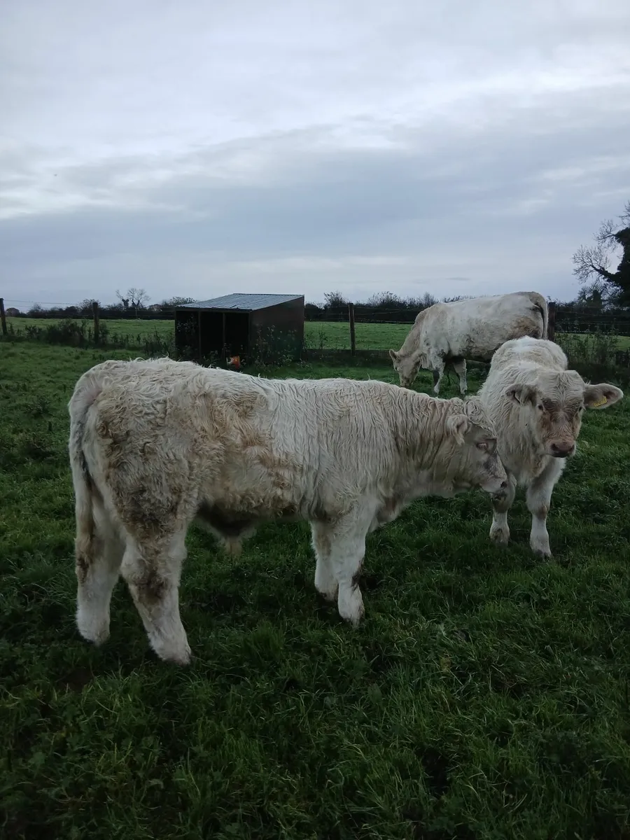 Pbr ch bulls - Image 2