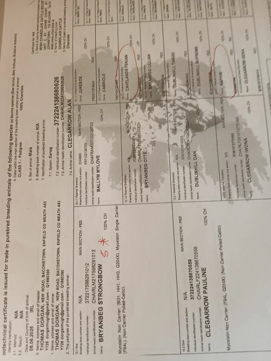 Pbr ch bulls - Image 3