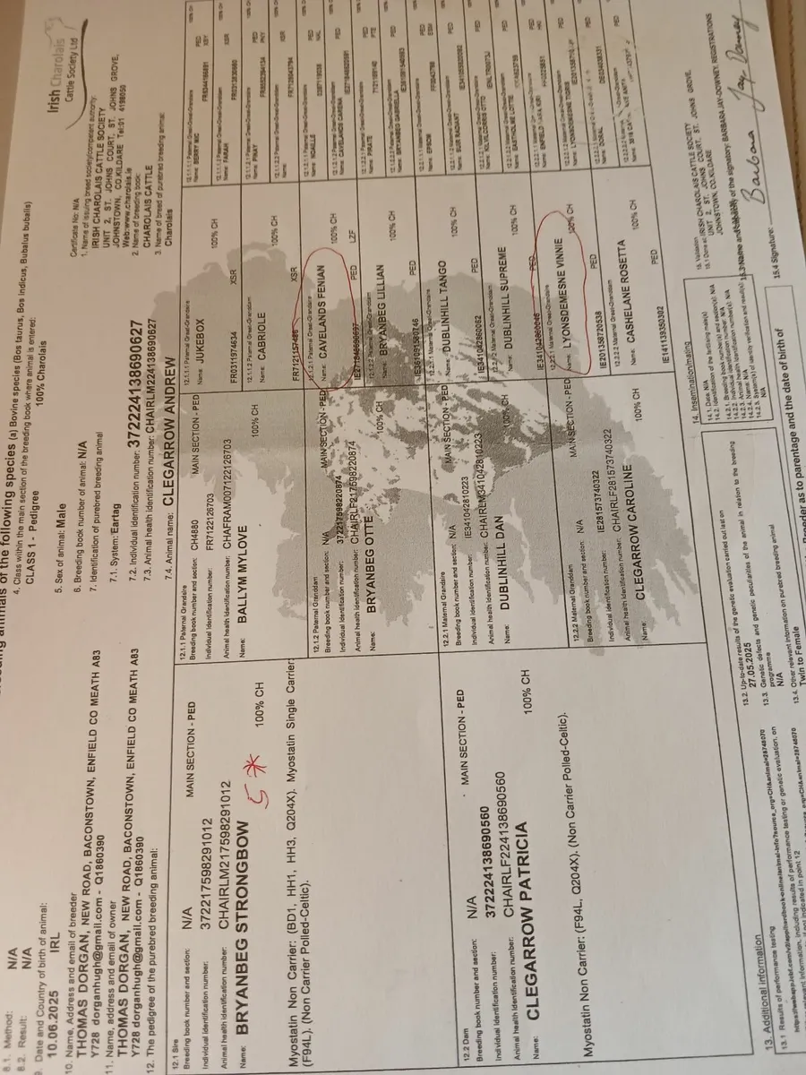 Pbr ch bulls - Image 4