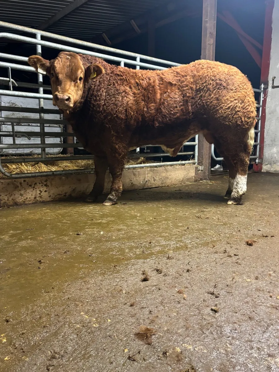 BULL LOT 114 HEIFER LOT 544 GORT MART TONIGHT 13TH - Image 1