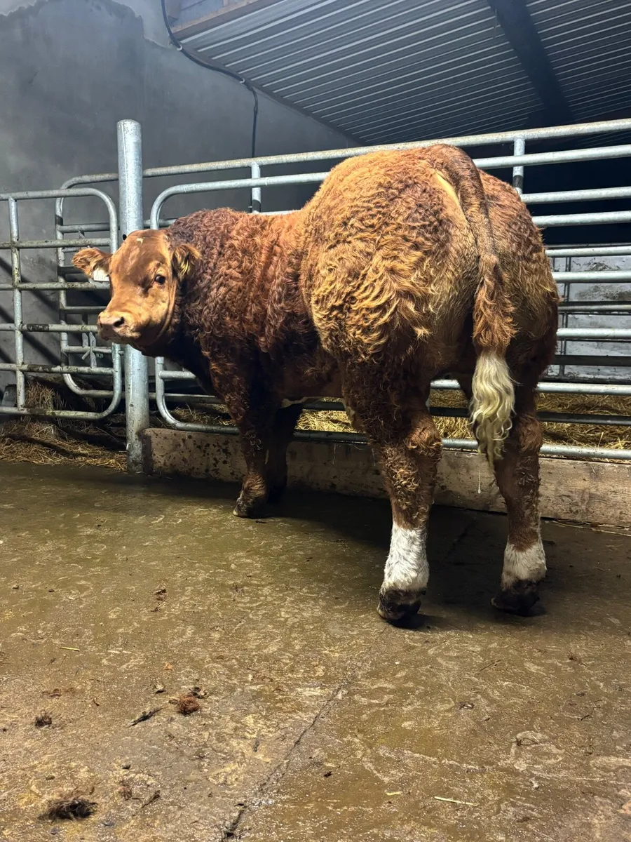 BULL LOT 114 HEIFER LOT 544 GORT MART TONIGHT 13TH - Image 2