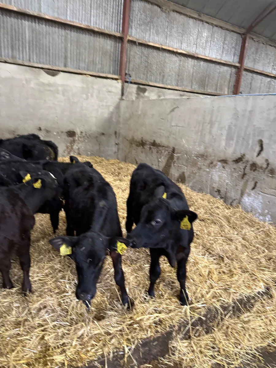 Angus bulls - Image 4