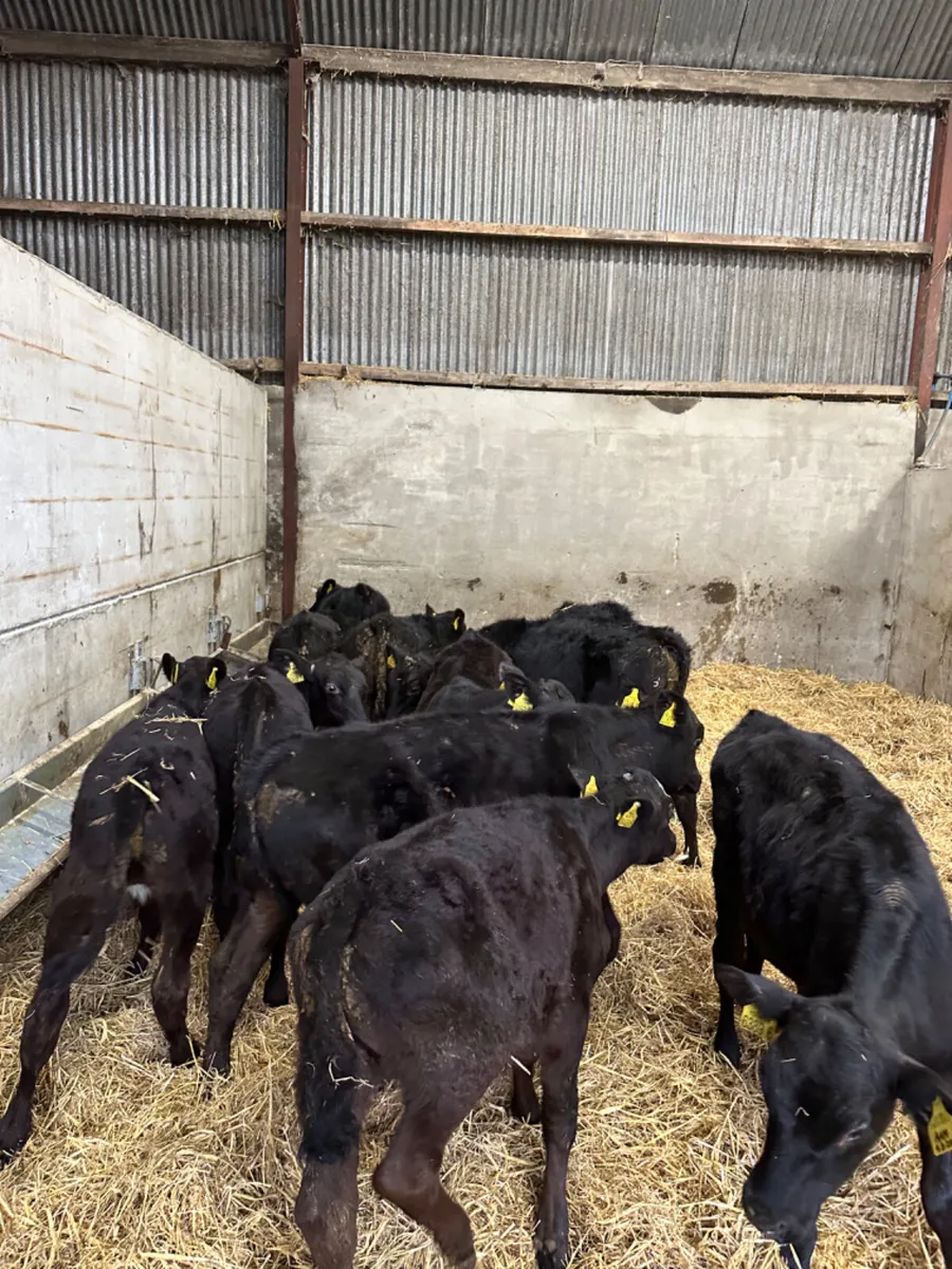 Angus bulls - Image 3