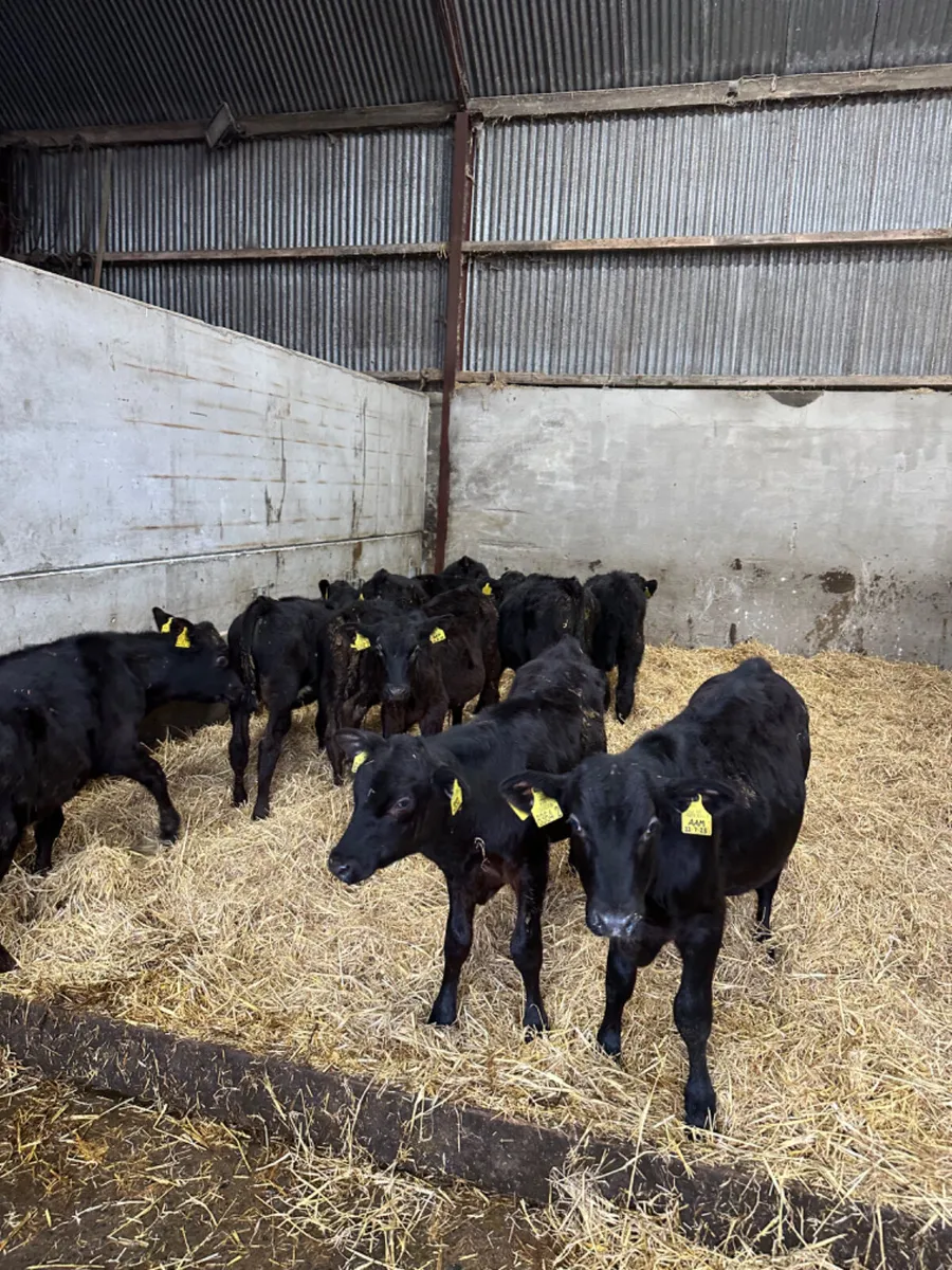 Angus bulls - Image 2