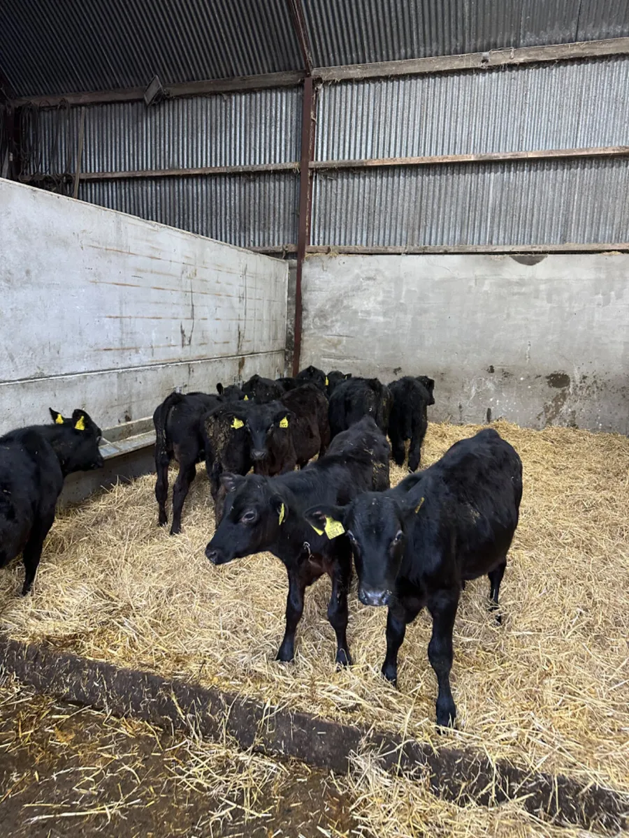 Angus bulls - Image 1