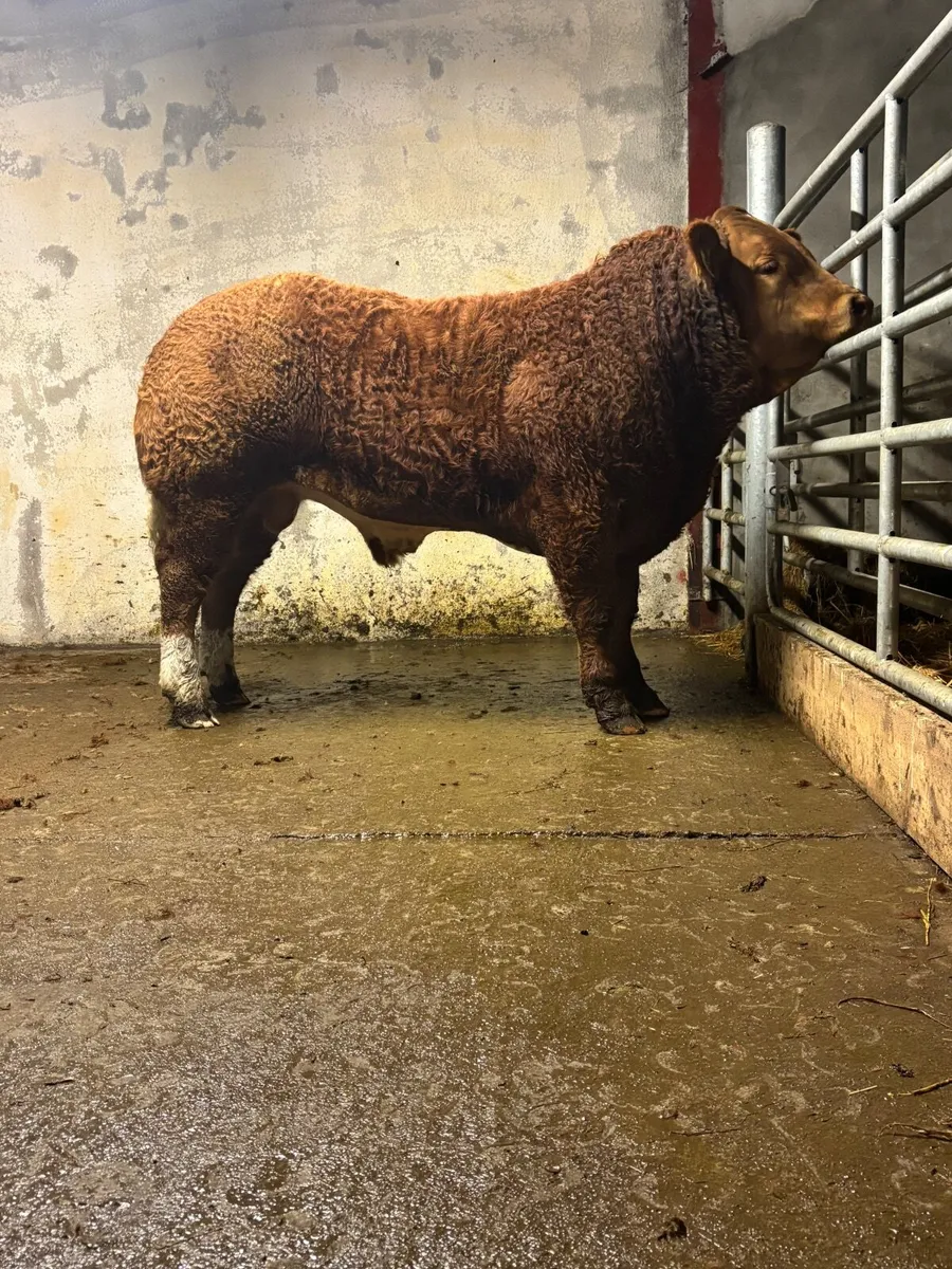 BULL LOT 114 HEIFER LOT 544 GORT MART TONIGHT 13TH - Image 3