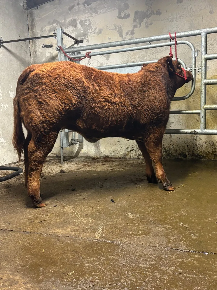BULL LOT 114 HEIFER LOT 544 GORT MART TONIGHT 13TH - Image 4