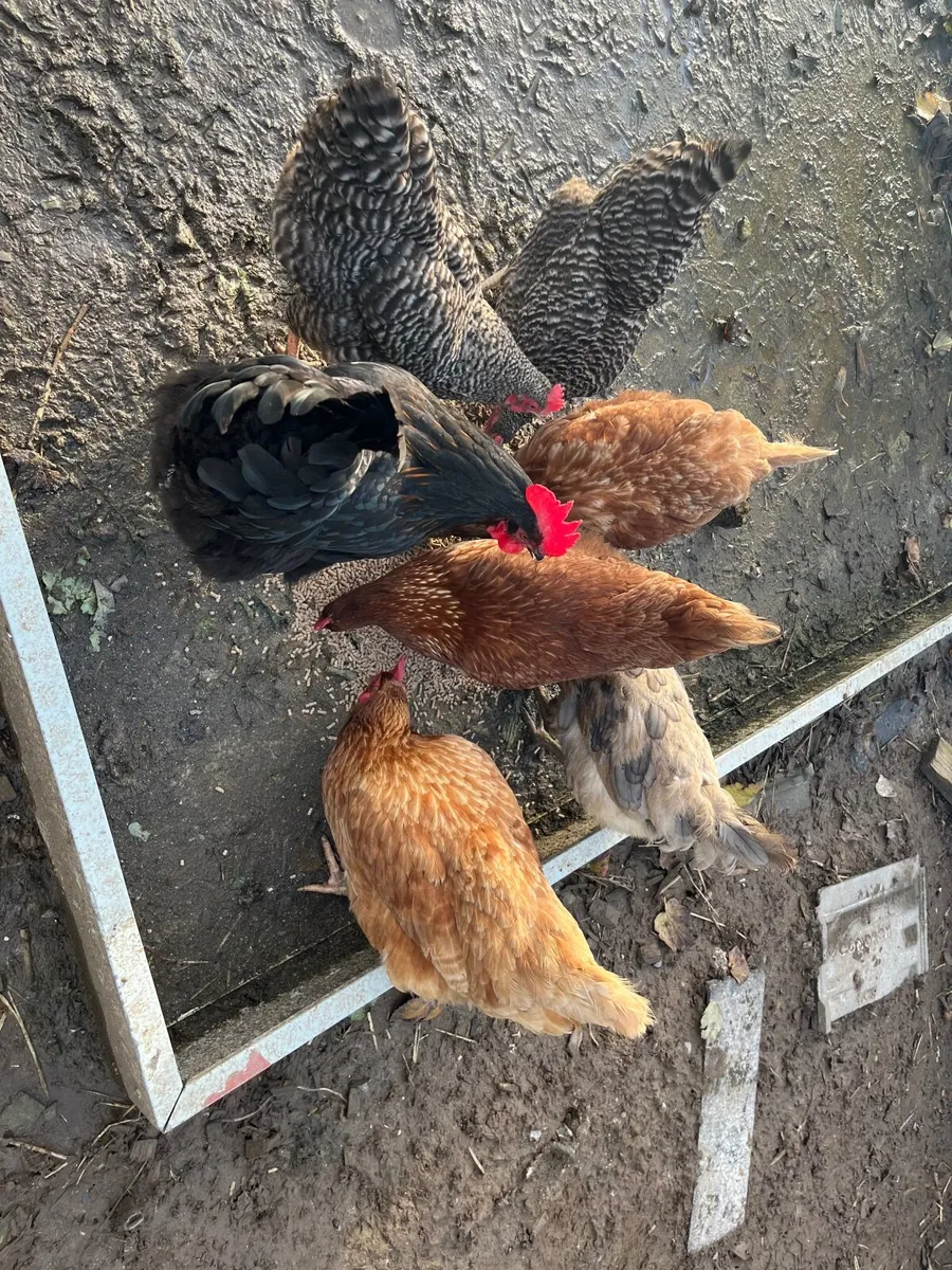 Laying hens - Image 1