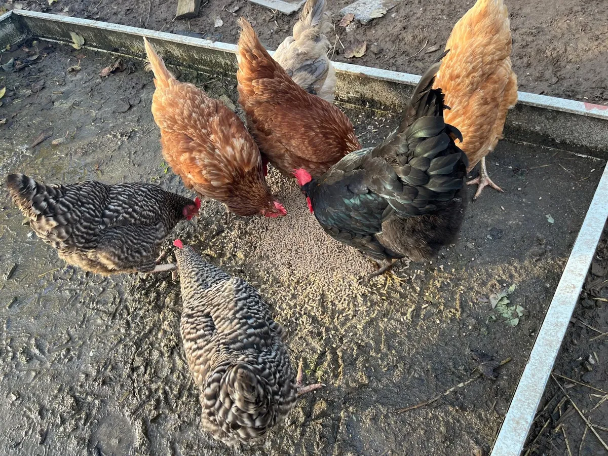 Laying hens - Image 2