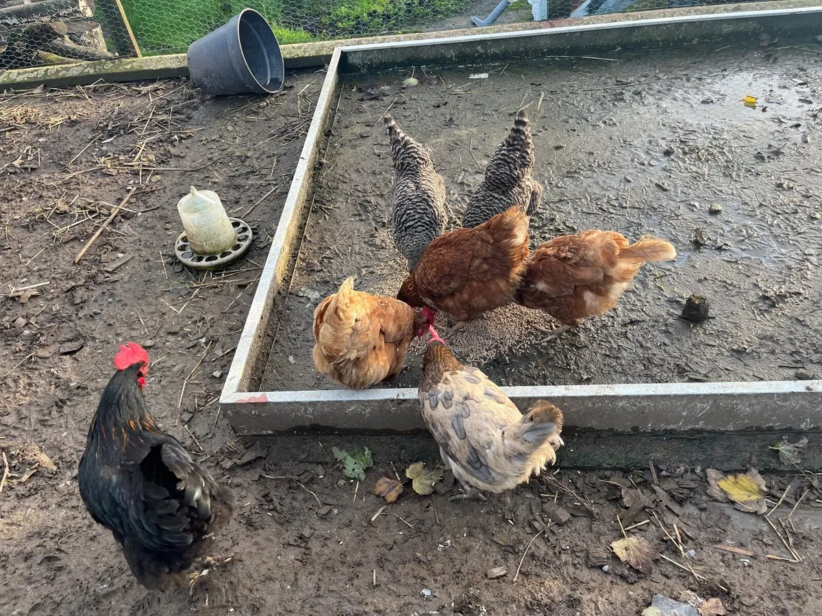 Laying hens - Image 3