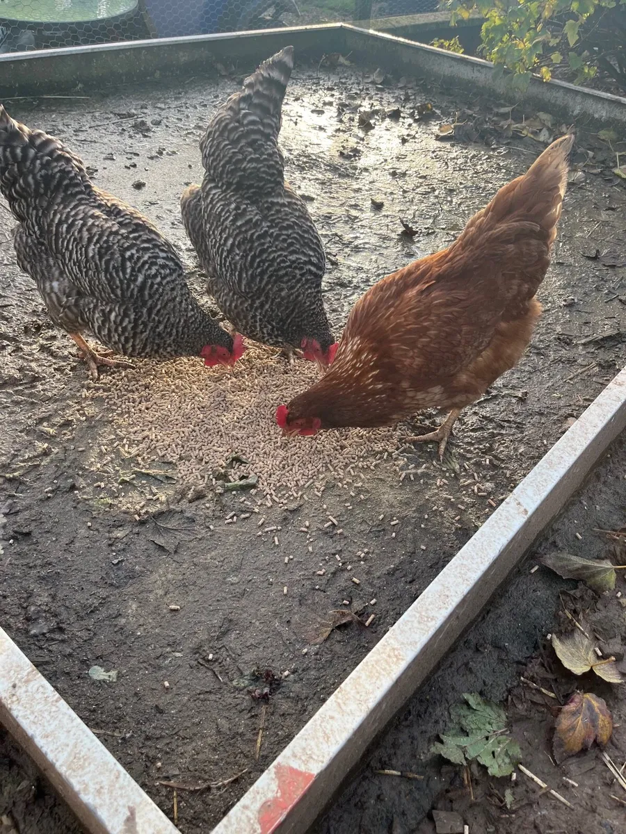 Laying hens - Image 4