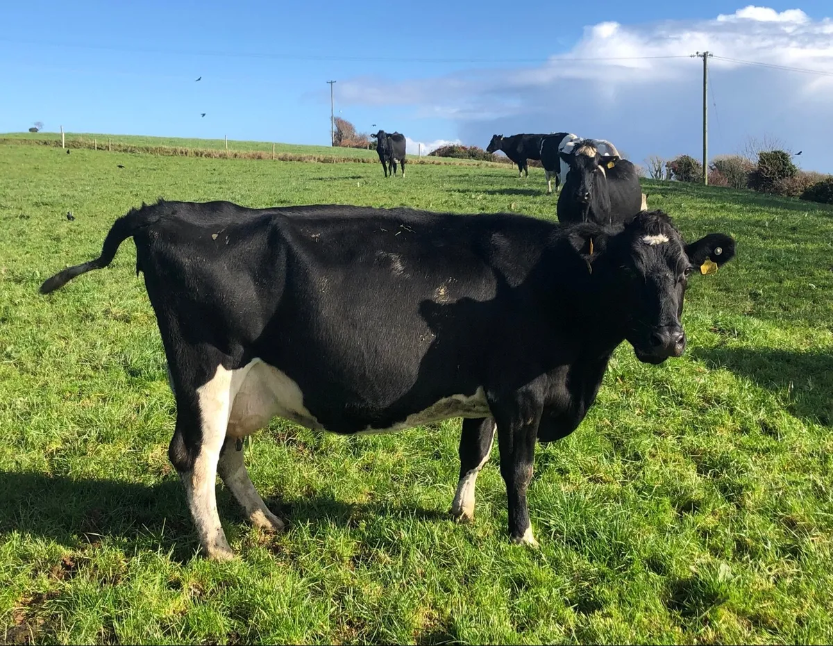 Ped Fr cows late calvers - Image 1