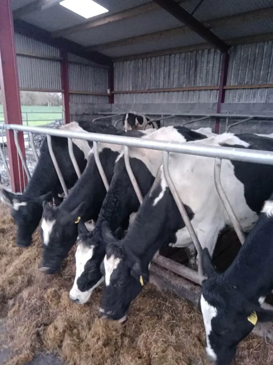 3 Incalf Cows - Image 1