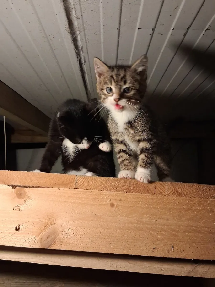 Kittens - Image 2