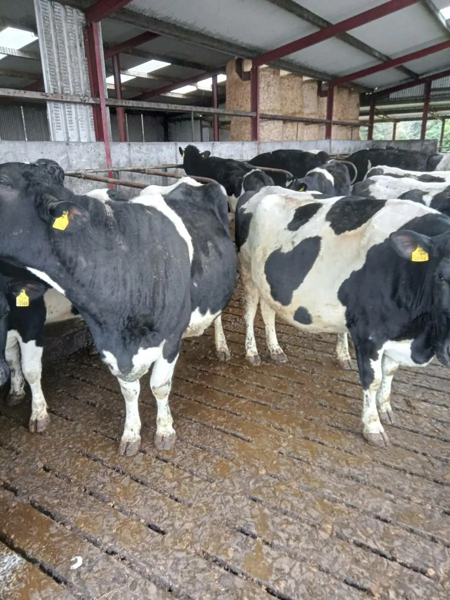 3 Incalf Cows - Image 3