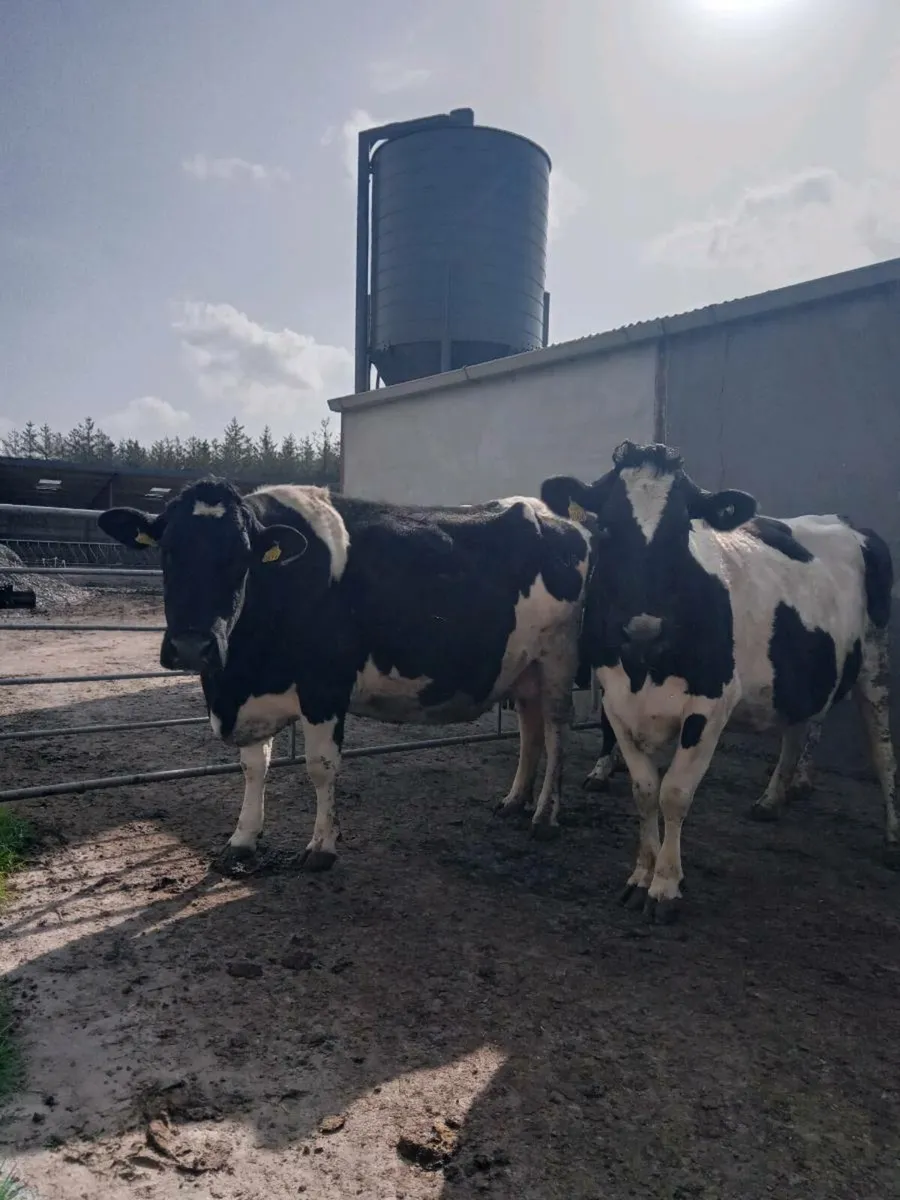 3 Incalf Cows - Image 4