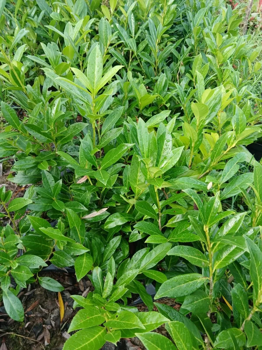 Potted Laurel Hedging 2.5ft tall €3 per pot - Image 1