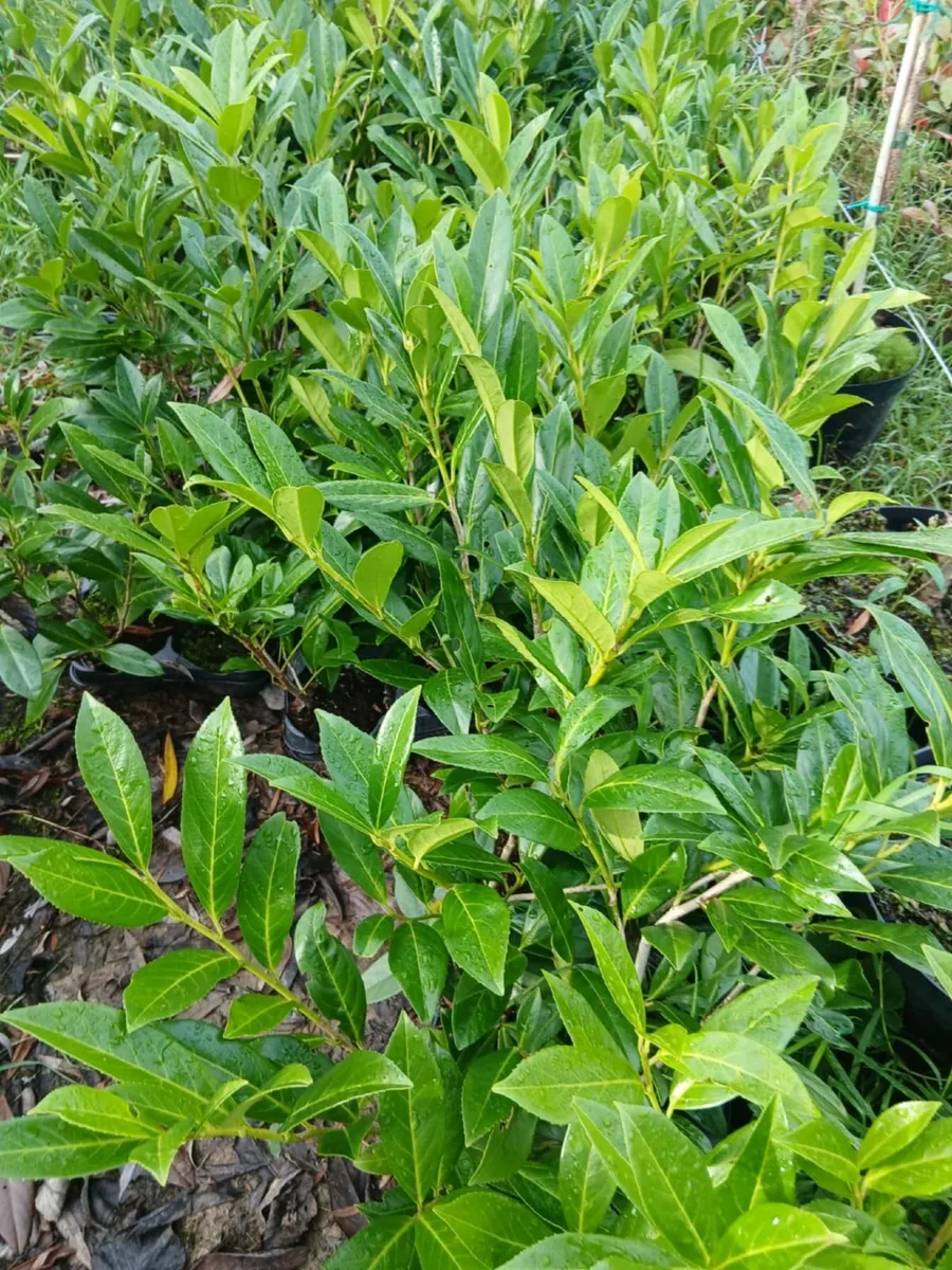 Potted Laurel Hedging 2.5ft tall €3 per pot - Image 3