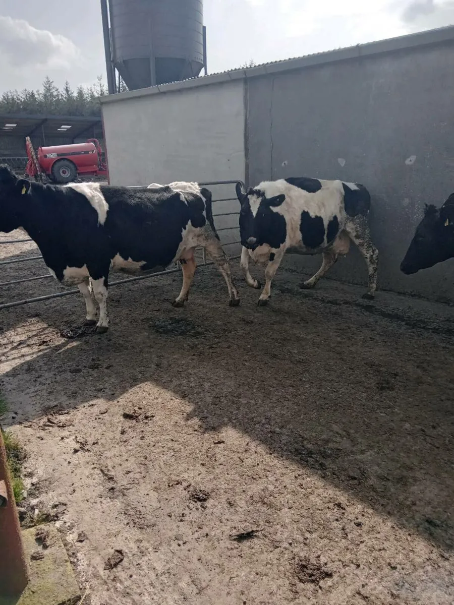 3 Incalf Cows - Image 2