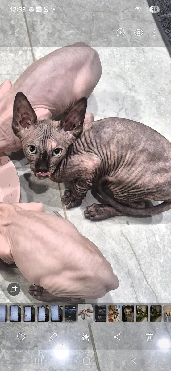 Sphynx kittens - Image 1