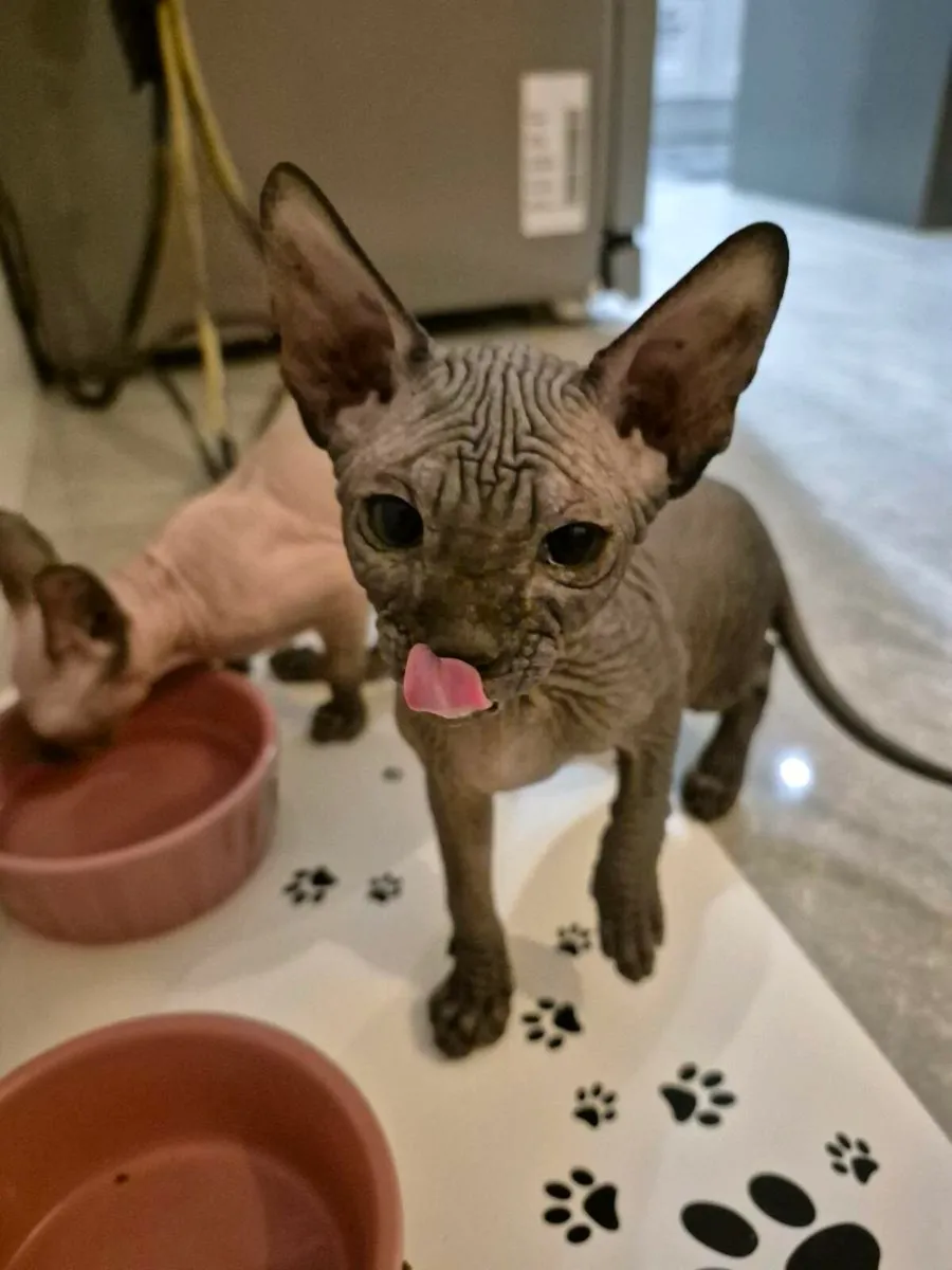Sphynx kittens - Image 2