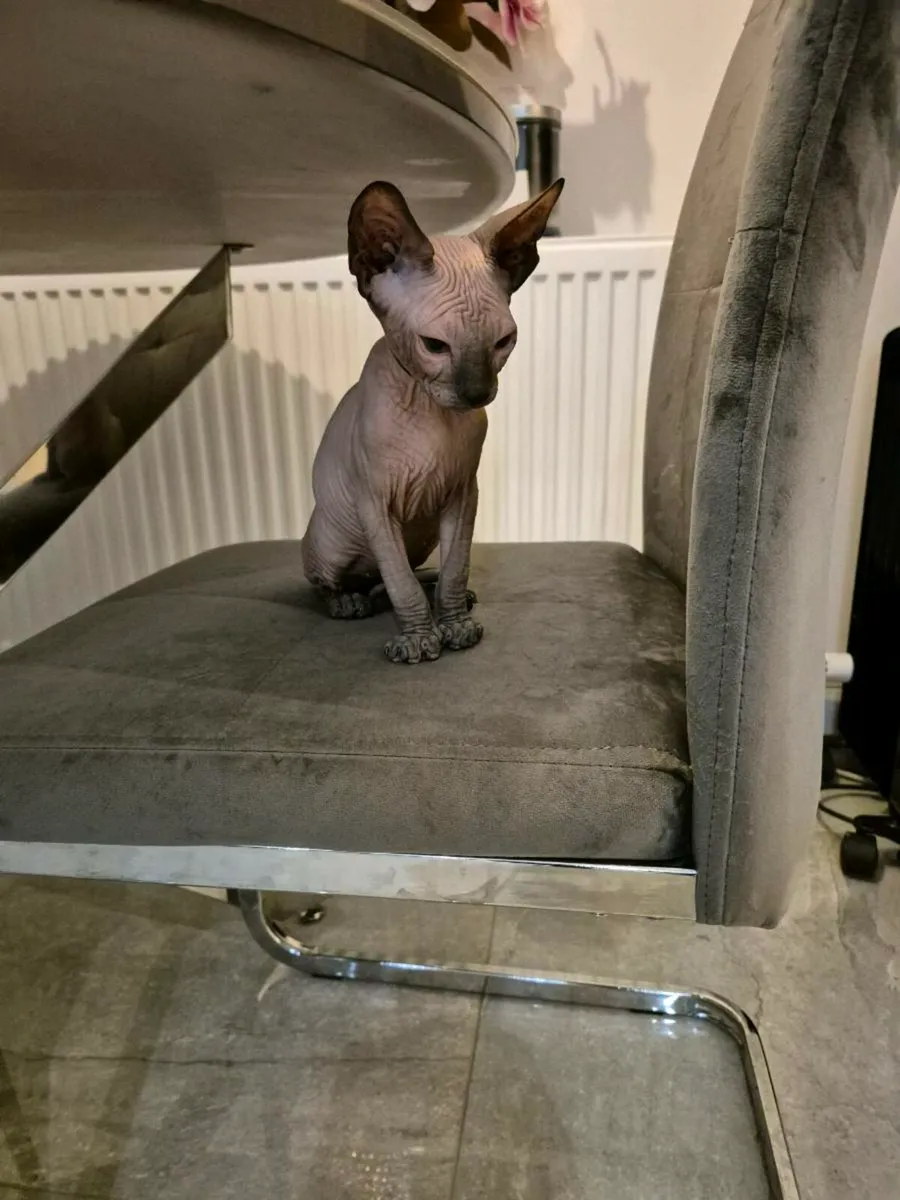 Sphynx kittens - Image 3