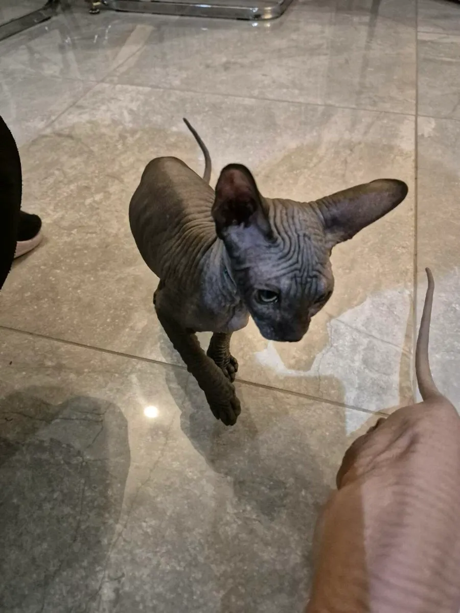 Sphynx kittens - Image 4