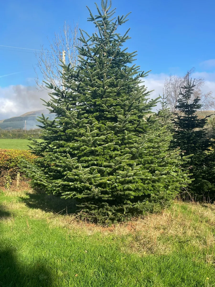 Large Christmas trees - Image 1